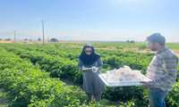 رها سازی 100هزار زنبور براکون در مزارع بیضا
